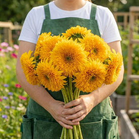 Dwarf Sungold Double, Sunflower Seeds